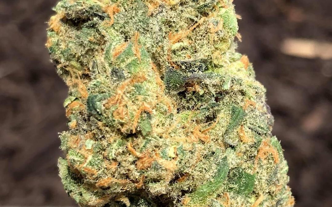 Spotlight Item – Blue Dream CBD Flower